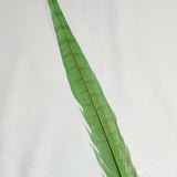 Dyed Pheasant Tail Feathers - Spring Green